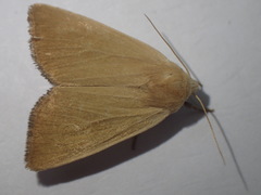 Arenostola phragmitidis