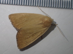 Arenostola phragmitidis