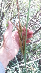 Carex spissa