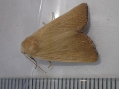 Arenostola phragmitidis