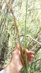 Carex spissa