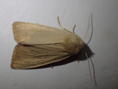 Arenostola phragmitidis