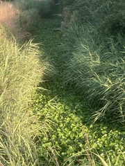 Hydrocotyle ranunculoides