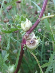 Rhopalomyia tanaceticola