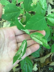 Macrosaccus morrisella