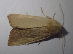 Arenostola phragmitidis