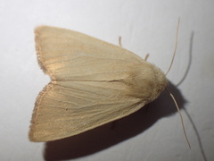 Arenostola phragmitidis