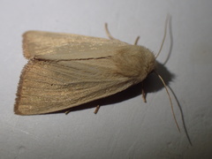 Arenostola phragmitidis