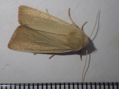 Arenostola phragmitidis