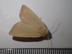 Arenostola phragmitidis