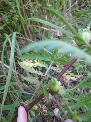 Rhopalomyia tanaceticola