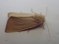 Arenostola phragmitidis