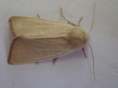 Arenostola phragmitidis