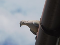 Streptopelia decaocto