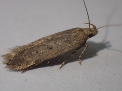Bryotropha senectella