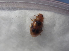 Coccidula scutellata