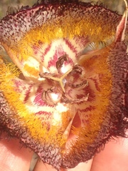 Calochortus fimbriatus