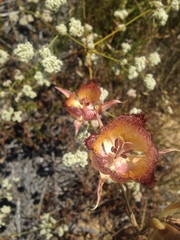 Calochortus fimbriatus
