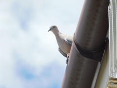 Streptopelia decaocto