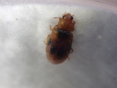 Coccidula scutellata