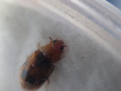 Coccidula scutellata