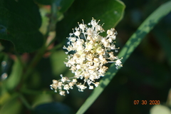 Ceanothus velutinus
