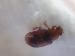 Coccidula scutellata