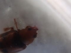 Coccidula scutellata