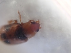 Coccidula scutellata