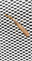 Bistanta mexicana