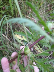 Rhopalomyia tanaceticola