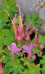 Geranium macrorrhizum