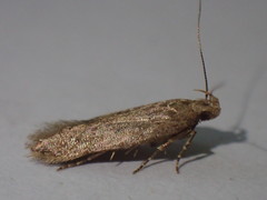 Bryotropha senectella