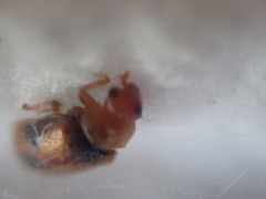 Coccidula scutellata