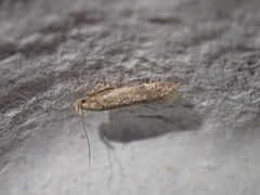 Bryotropha senectella