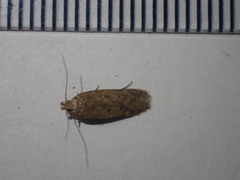 Bryotropha senectella