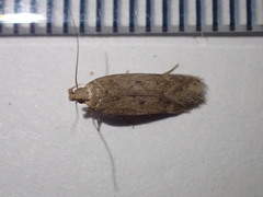 Bryotropha senectella