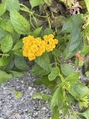 Lantana × hybrida