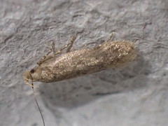 Bryotropha senectella