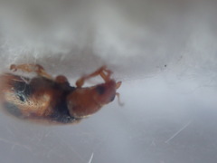 Coccidula scutellata