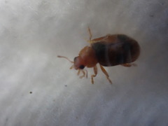 Coccidula scutellata