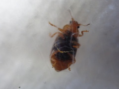 Coccidula scutellata