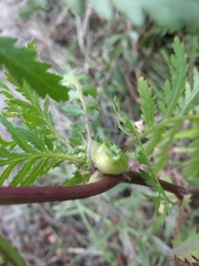 Rhopalomyia tanaceticola