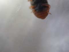 Coccidula scutellata