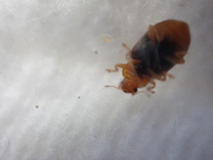 Coccidula scutellata