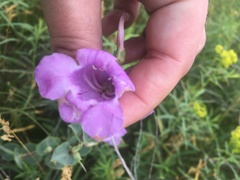 Penstemon grandiflorus