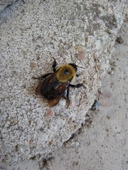 Bombus griseocollis
