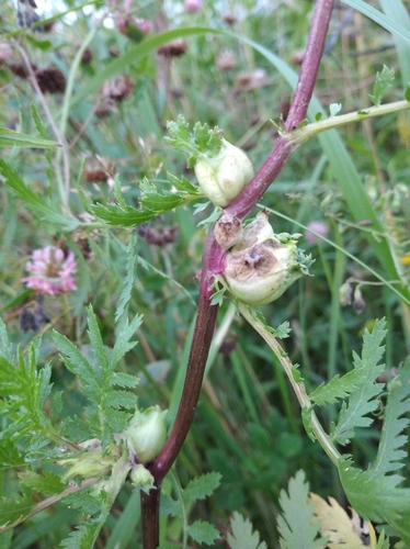 Tansy Flask Gall, photo 5 of 10
