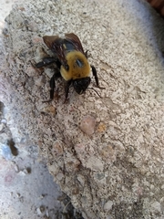 Bombus griseocollis