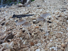 Coprinellus arenicola